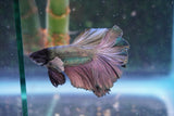 Copper    Halfmoon Male Betta (ID#801-M313) Free2Day SHIPPING