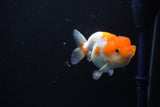 Juvenile Lionchu  Red White 3.5 Inch (ID#1105R11b-24) Free2Day SHIPPING