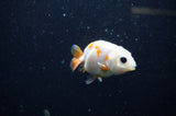 Baby Ranchu  Sakura 2.5 Inch (ID#325R9c-28) Free2Day SHIPPING