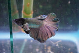 Copper    Halfmoon Male Betta (ID#801-M313) Free2Day SHIPPING