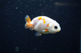 Baby Ranchu  Sakura 2.5 Inch (ID#325R9c-28) Free2Day SHIPPING
