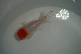 Tancho Lionchu  Red White 3.5 Inch (ID#1122R2c-58) Free2Day SHIPPING