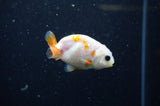 Baby Ranchu  Sakura 2.5 Inch (ID#325R9c-28) Free2Day SHIPPING