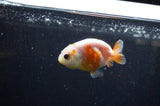 Baby Ranchu  Sakura 2.5 Inch (ID#325R9c-28) Free2Day SHIPPING