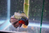 Copper    Halfmoon Male Betta (ID#801-M314) Free2Day SHIPPING