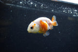 Baby Ranchu  Sakura 2.5 Inch (ID#325R9c-28) Free2Day SHIPPING