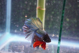 Copper    Halfmoon Male Betta (ID#801-M314) Free2Day SHIPPING