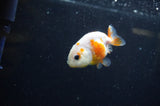 Baby Ranchu  Sakura 2.5 Inch (ID#325R9c-28) Free2Day SHIPPING