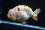 Jumbo Ranchu  Calico 6 Inch (ID#1101R10a-84)