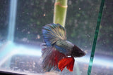 Copper    Halfmoon Male Betta (ID#801-M314) Free2Day SHIPPING