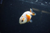 Baby Ranchu  Sakura 2.5 Inch (ID#325R9c-28) Free2Day SHIPPING