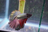 Copper    Halfmoon Male Betta (ID#801-M314) Free2Day SHIPPING