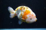 Jumbo Ranchu  Calico 6 Inch (ID#1101R10a-84)