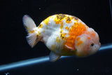 Jumbo Ranchu  Calico 6 Inch (ID#1101R10a-84)