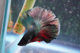 Copper    Halfmoon Male Betta (ID#801-M314) Free2Day SHIPPING