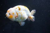 Jumbo Ranchu  Calico 6 Inch (ID#1101R10a-84)