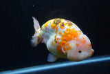 Jumbo Ranchu  Calico 6 Inch (ID#1101R10a-84)