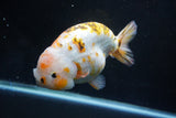 Jumbo Ranchu  Calico 6 Inch (ID#1101R10a-84)