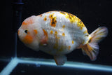 Jumbo Ranchu  Calico 6 Inch (ID#1101R10a-84)