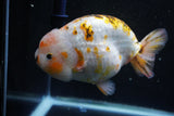 Jumbo Ranchu  Calico 6 Inch (ID#1101R10a-84)