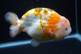 Jumbo Ranchu  Calico 6 Inch (ID#1101R10a-84)