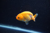 Baby Ranchu  Red White 2.5 Inch (ID#325R9c-30) Free2Day SHIPPING