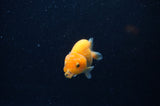 Baby Ranchu  Red White 2.5 Inch (ID#325R9c-30) Free2Day SHIPPING