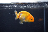 Baby Ranchu  Red White 2.5 Inch (ID#325R9c-30) Free2Day SHIPPING