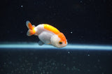 Baby Ranchu  Red White 2.5 Inch (ID#325R9c-31) Free2Day SHIPPING
