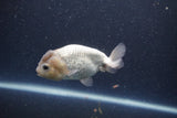 Ranchu  Lavender 3.5 Inch (ID#207R8c-74) Free2Day SHIPPING