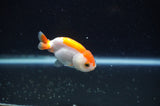 Baby Ranchu  Red White 2.5 Inch (ID#325R9c-31) Free2Day SHIPPING
