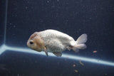 Ranchu  Lavender 3.5 Inch (ID#207R8c-74) Free2Day SHIPPING