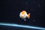 Baby Ranchu  Red White 2.5 Inch (ID#325R9c-31) Free2Day SHIPPING