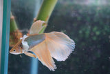 Dumbo   Multicolor Halfmoon Male Betta (ID#801-M316) Free2Day SHIPPING