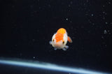 Baby Ranchu  Red White 2.5 Inch (ID#325R9c-31) Free2Day SHIPPING