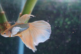 Dumbo   Multicolor Halfmoon Male Betta (ID#801-M316) Free2Day SHIPPING