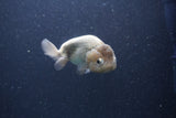 Ranchu  Lavender 3.5 Inch (ID#207R8c-74) Free2Day SHIPPING
