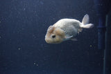 Ranchu  Lavender 3.5 Inch (ID#207R8c-74) Free2Day SHIPPING