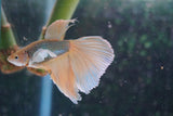 Dumbo   Multicolor Halfmoon Male Betta (ID#801-M316) Free2Day SHIPPING