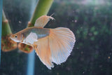 Dumbo   Multicolor Halfmoon Male Betta (ID#801-M316) Free2Day SHIPPING