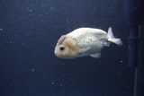 Ranchu  Lavender 3.5 Inch (ID#207R8c-74) Free2Day SHIPPING