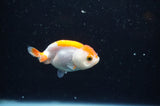 Baby Ranchu  Red White 2.5 Inch (ID#325R9c-31) Free2Day SHIPPING