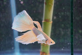 Dumbo   Multicolor Halfmoon Male Betta (ID#801-M316) Free2Day SHIPPING