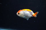 Baby Ranchu  Red White 2.5 Inch (ID#325R9c-31) Free2Day SHIPPING
