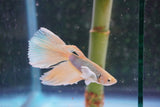 Dumbo   Multicolor Halfmoon Male Betta (ID#801-M316) Free2Day SHIPPING