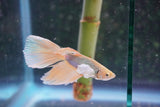 Dumbo   Multicolor Halfmoon Male Betta (ID#801-M316) Free2Day SHIPPING