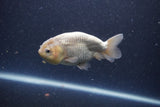 Ranchu  Lavender 3.5 Inch (ID#207R8c-75) Free2Day SHIPPING