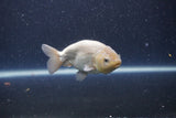 Ranchu  Lavender 3.5 Inch (ID#207R8c-75) Free2Day SHIPPING