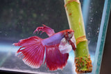 Dumbo   Multicolor Halfmoon Male Betta (ID#801-M317) Free2Day SHIPPING