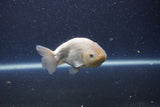 Ranchu  Lavender 3.5 Inch (ID#207R8c-75) Free2Day SHIPPING